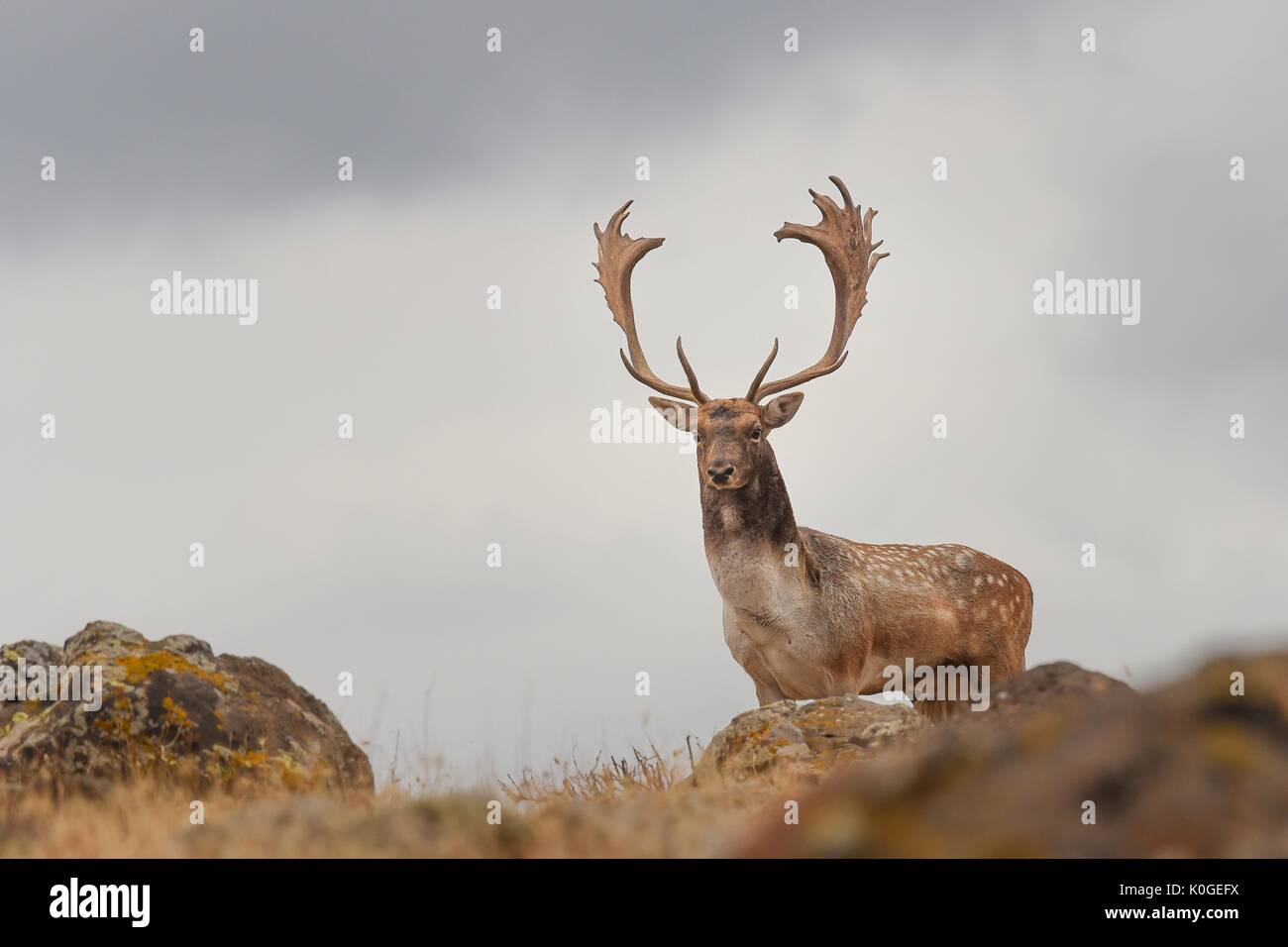Fallow deer on ridge hi-res stock photography and images - Alamy