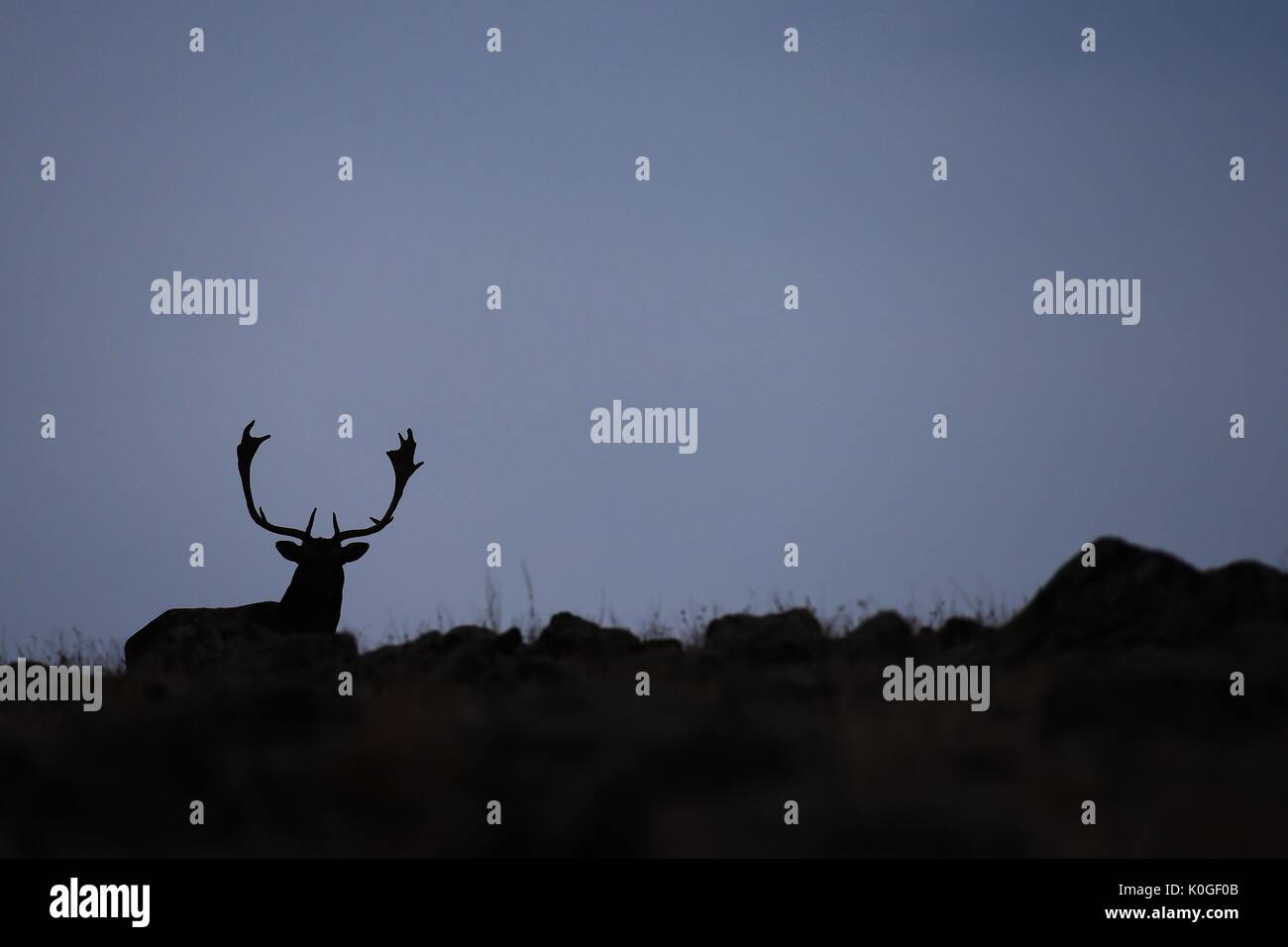 Fallow deer silhouette hi-res stock photography and images - Alamy