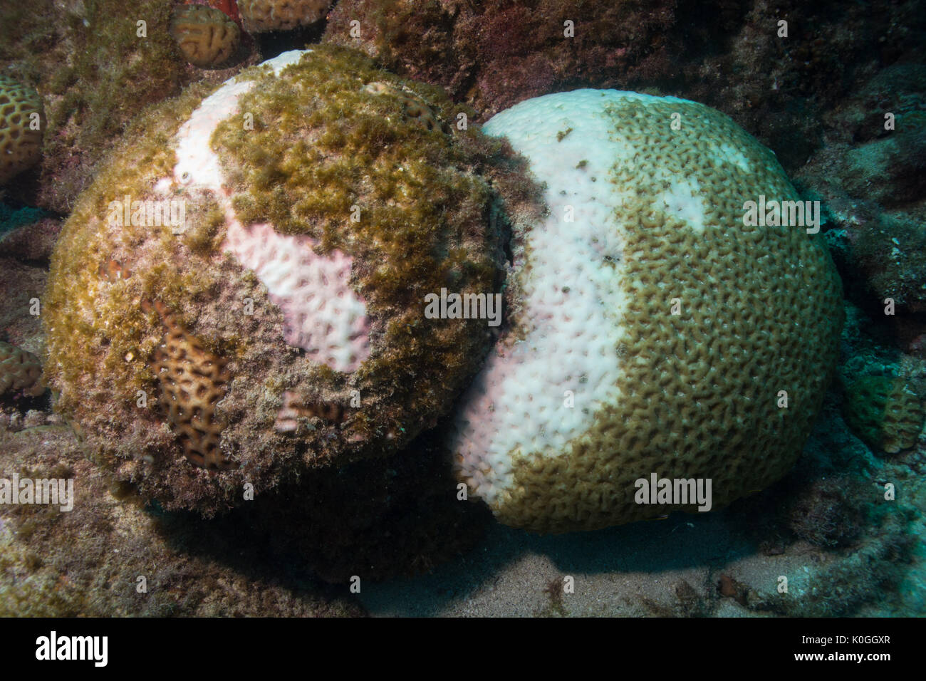 coral genus mussismilia, endemic species to Brazil,  underwater Ilha da Queimada Grande, southeast Brazil, suffering from White plague disease. Stock Photo
