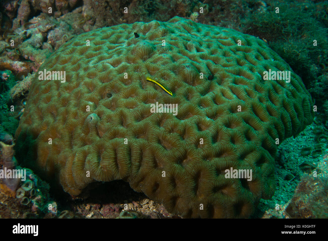 coral genus mussismilia underwater Ilha da Queimada Grande, southeast Brazil Stock Photo