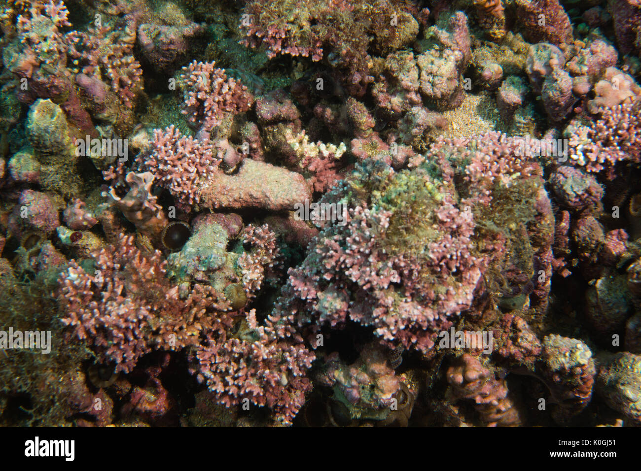 Rhodolith rhodolite bed underwater Queimada Grande Island, southeast Brazil Shore Stock Photo