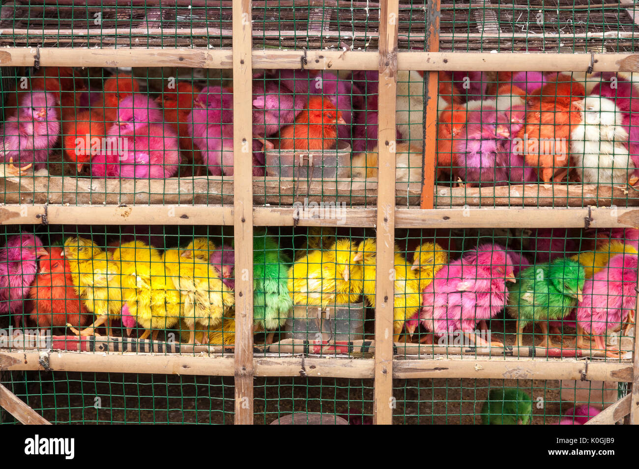 Artificially coloured chicks for sale at the bird and animal market in Denpasar, Southern Bali, Indonesia. Stock Photo