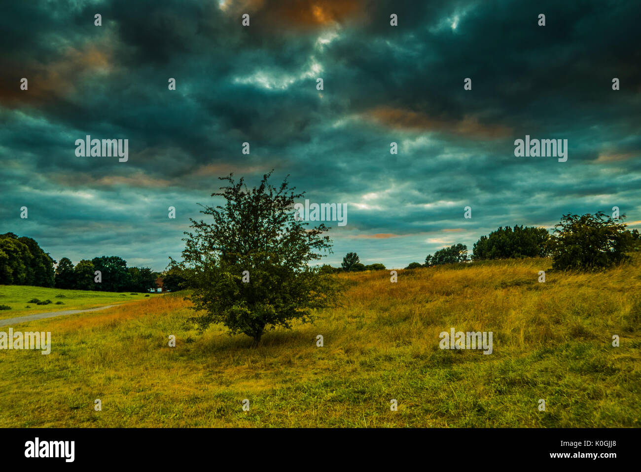 Dandelion meadow alone tree hi-res stock photography and images - Alamy