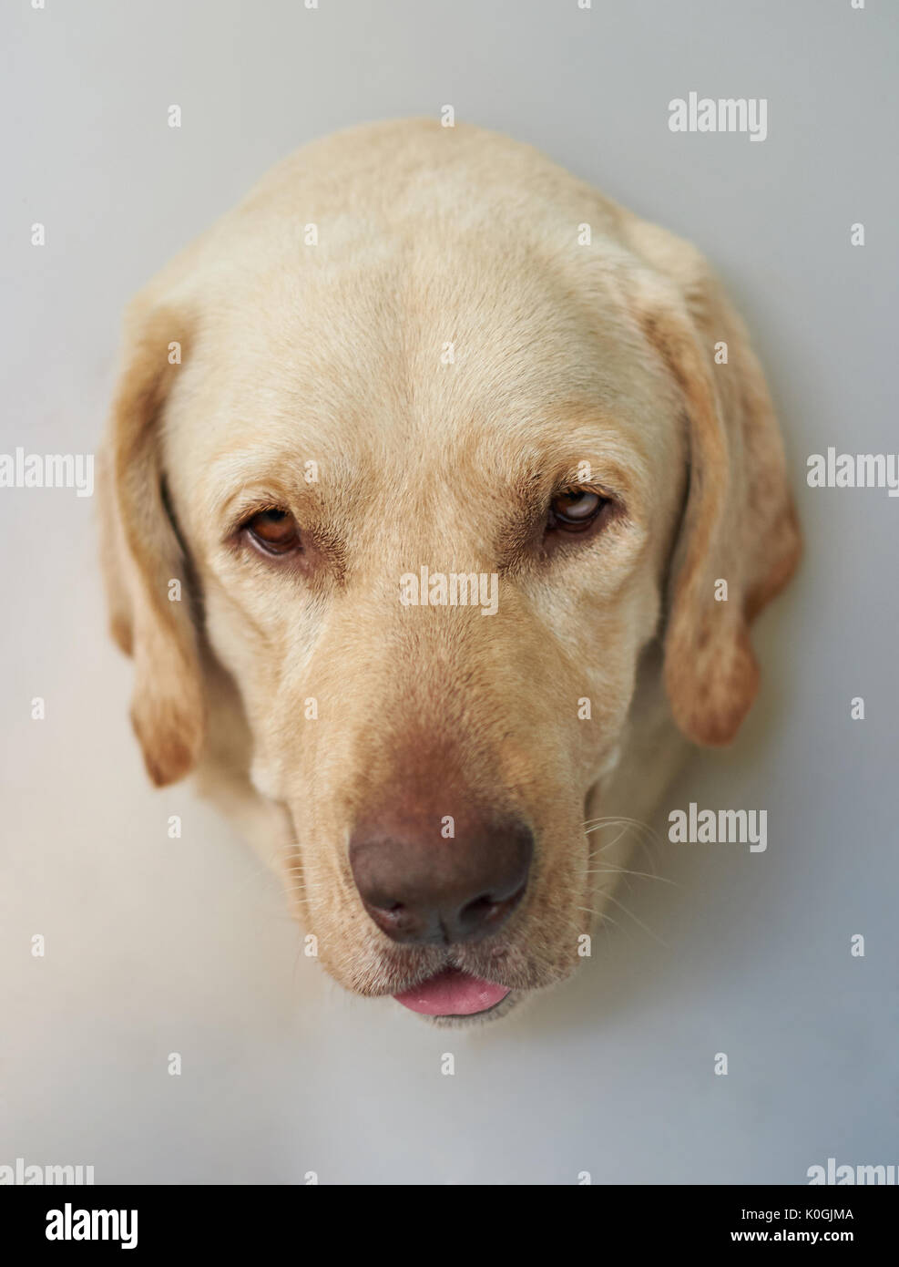 Head of labrador dog on white background Stock Photo
