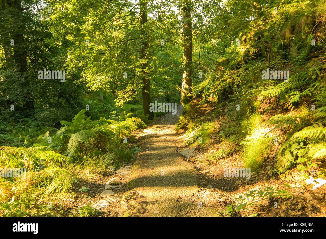 forrest by Llianberis lake in north wales Stock Photo