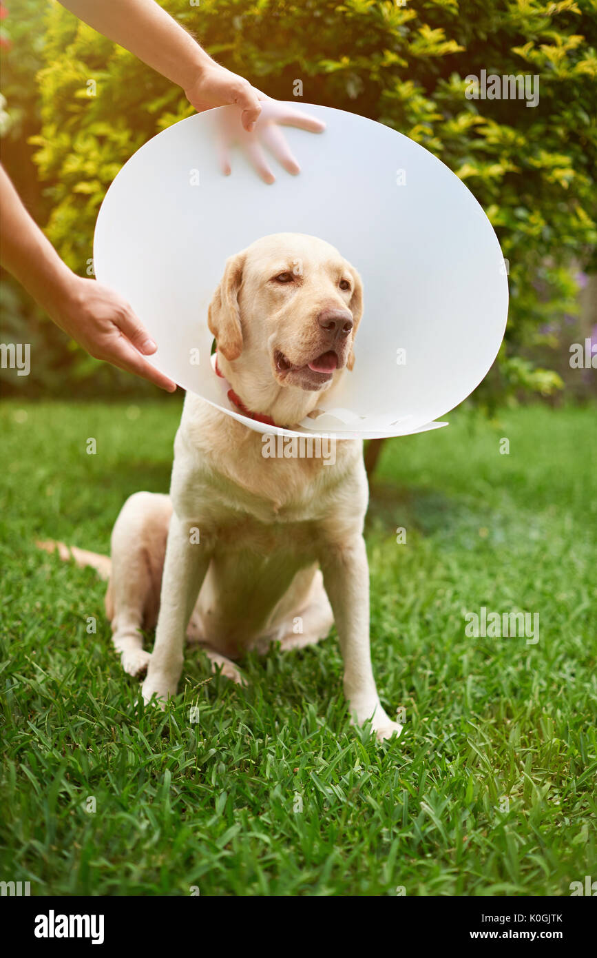 Cone head man hires stock photography and images Alamy