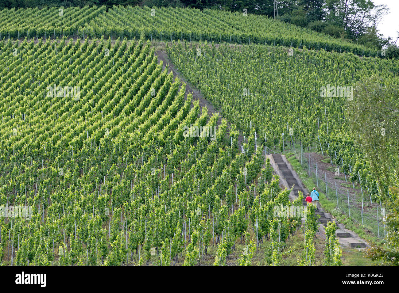 vineyard, Saarburg, Rhineland-Palatinate, Germany Stock Photo