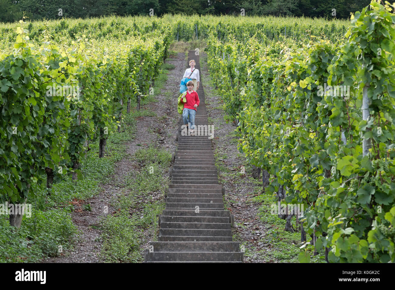 vineyard, Saarburg, Rhineland-Palatinate, Germany Stock Photo