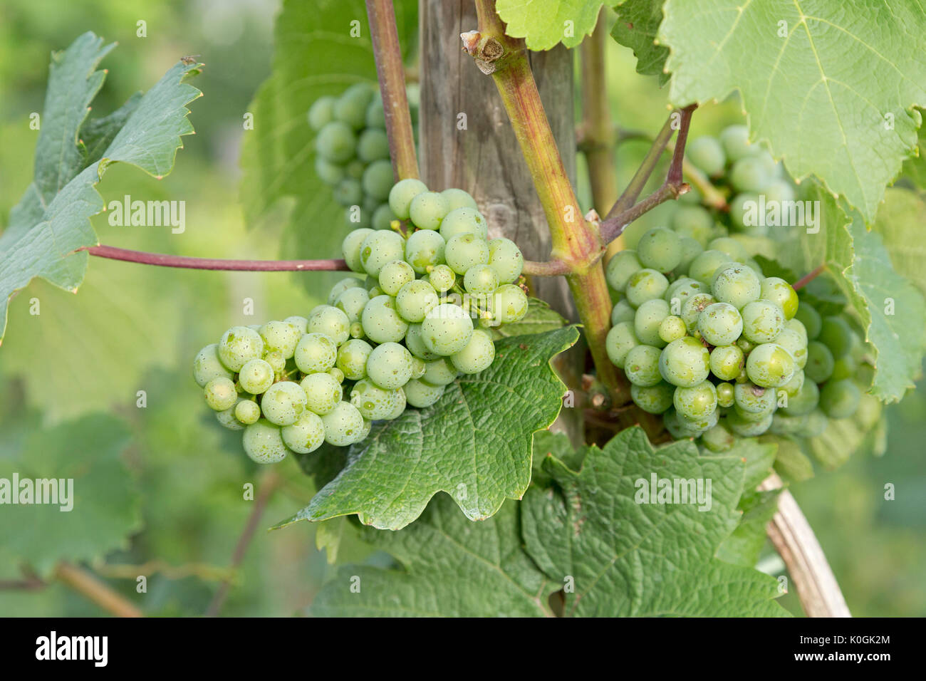grapes, Saarburg, Rhineland-Palatinate, Germany Stock Photo