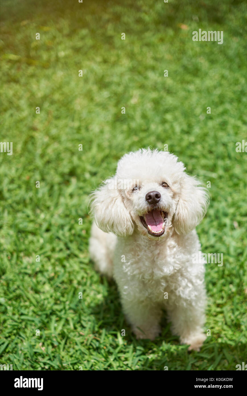 One happy white poodle dog on sunny grass background Stock Photo - Alamy