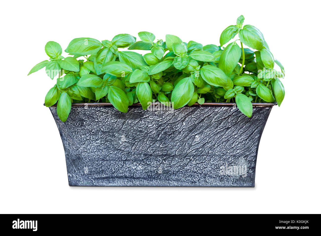 Potted fresh basil plant isolated on white background Stock Photo