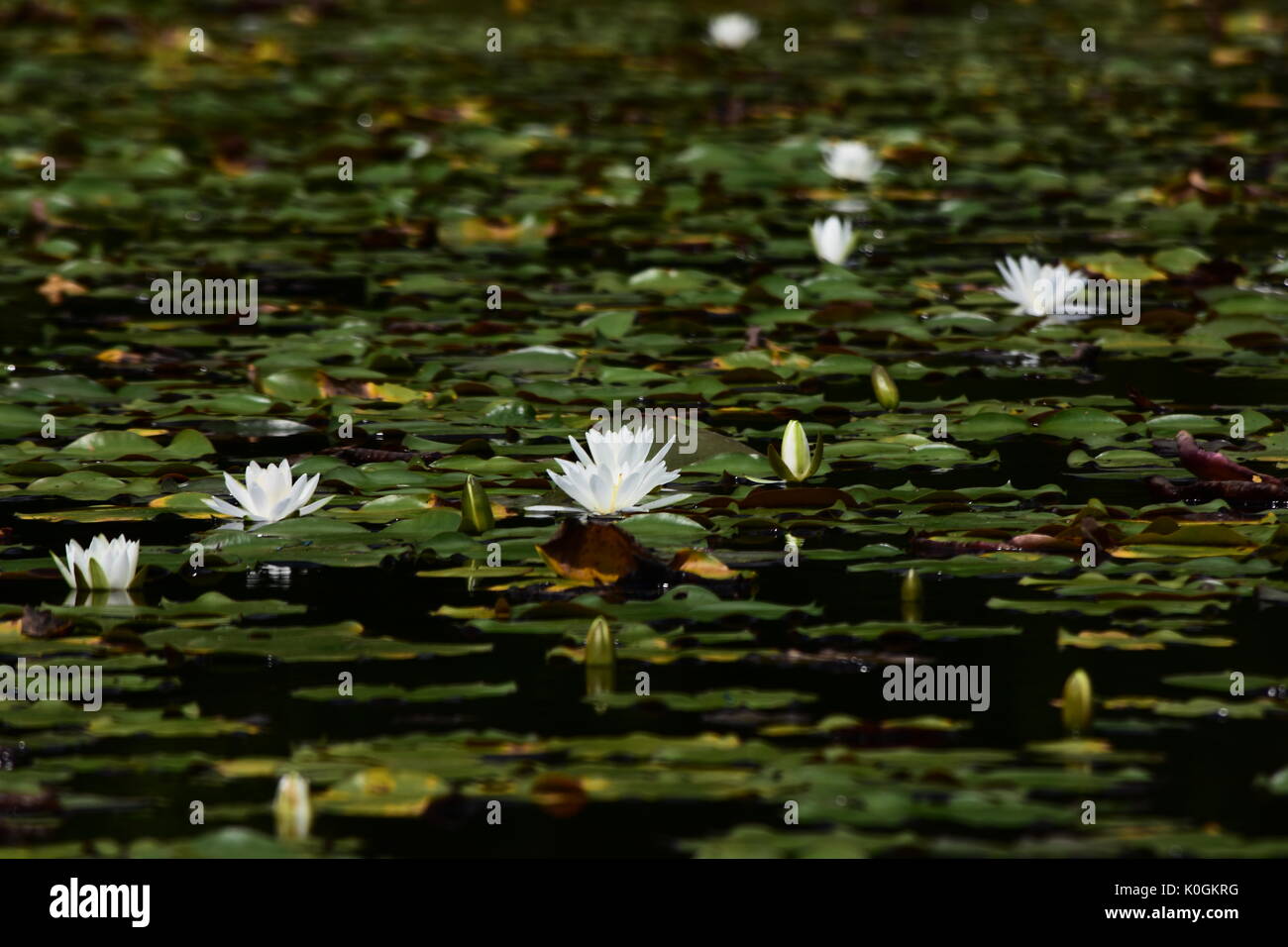 White water lilies  and green lily pads on lake Stock Photo