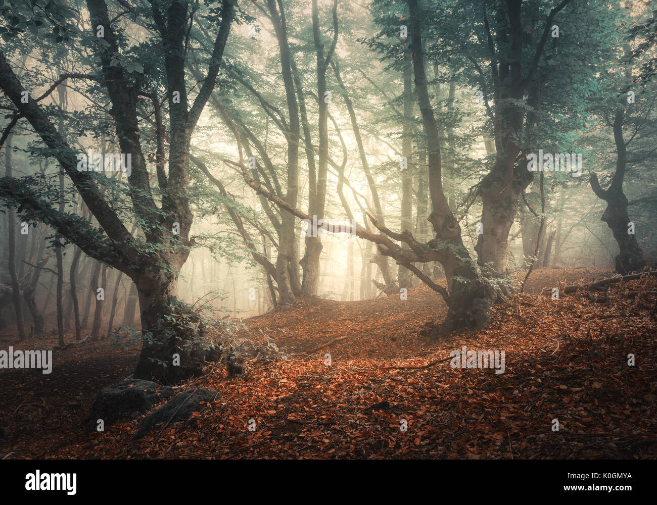 Mystical autumn forest in fog. Magical old trees. Colorful landscape with foggy forest, green and red foliage and trail. Fairy forest in autumn. Fall  Stock Photo