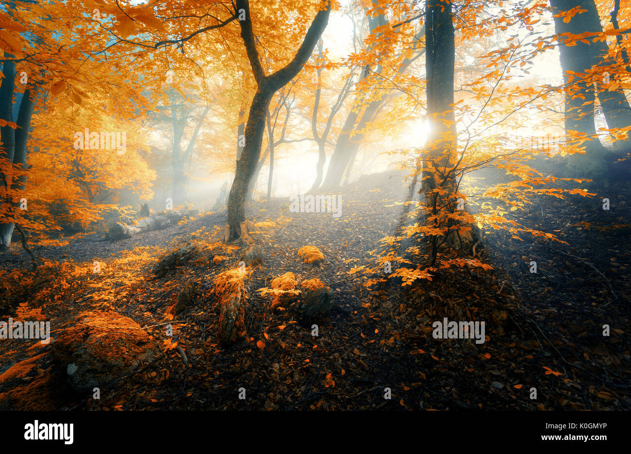 Magical old forest with sun rays in the morning. Amazing forest in fog. Colorful landscape with foggy forest, gold sunlight, orange foliage at sunrise Stock Photo
