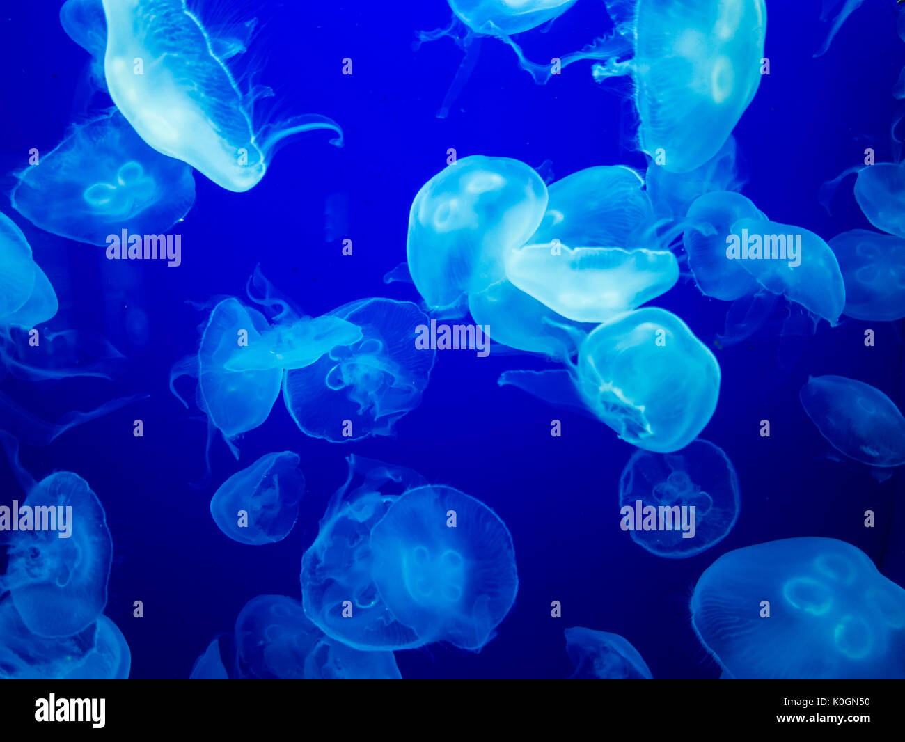 Close up of a group of jellyfish swimming in the water. Stock Photo