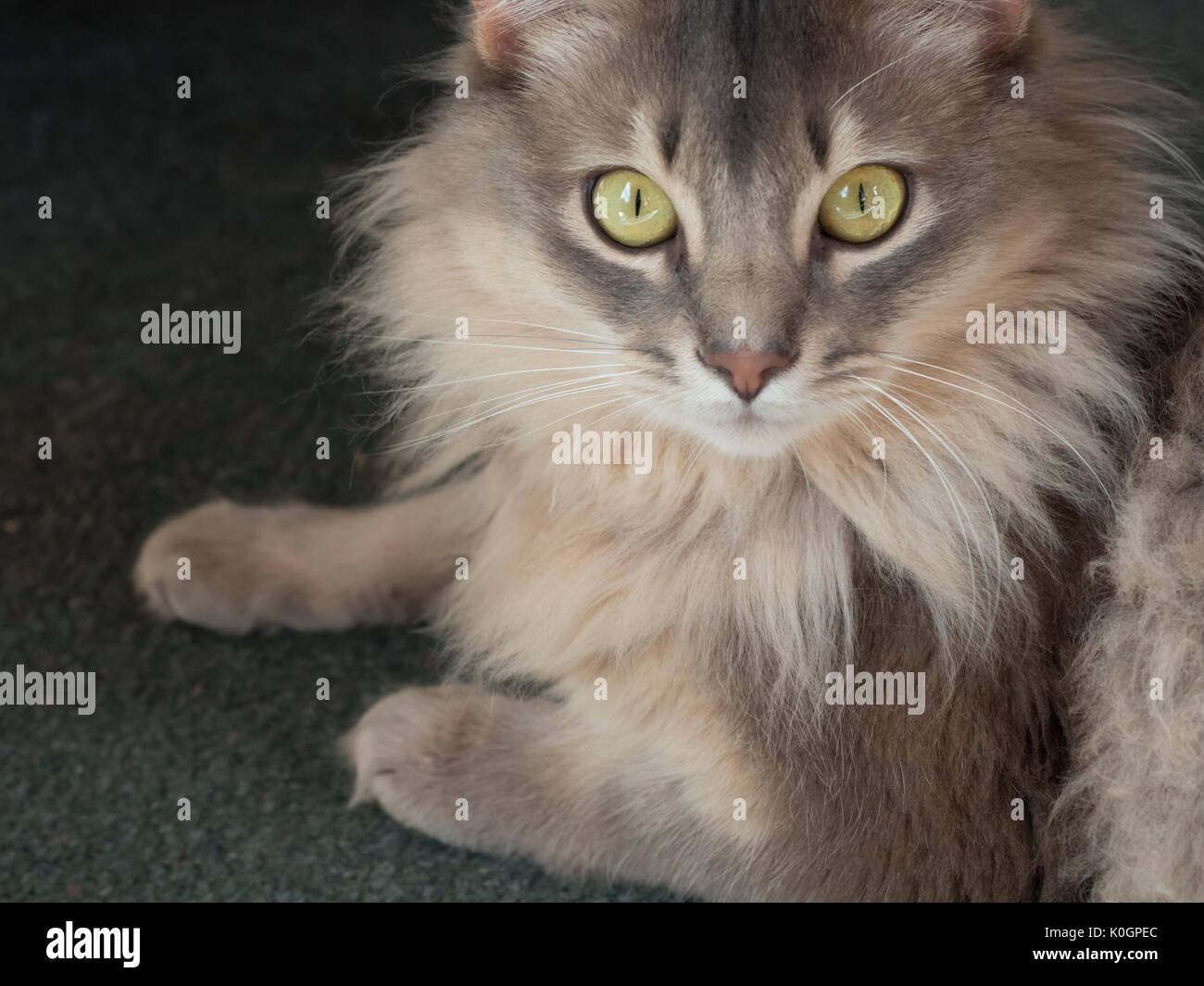 Somali breed cat. Two year old male. Stock Photo