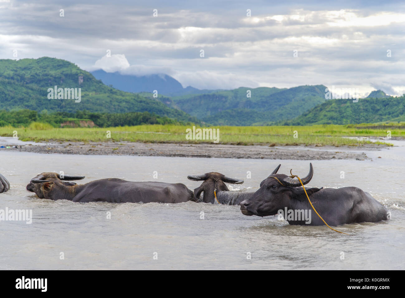 Philippines water buffalo carabao at the river Stock Photo