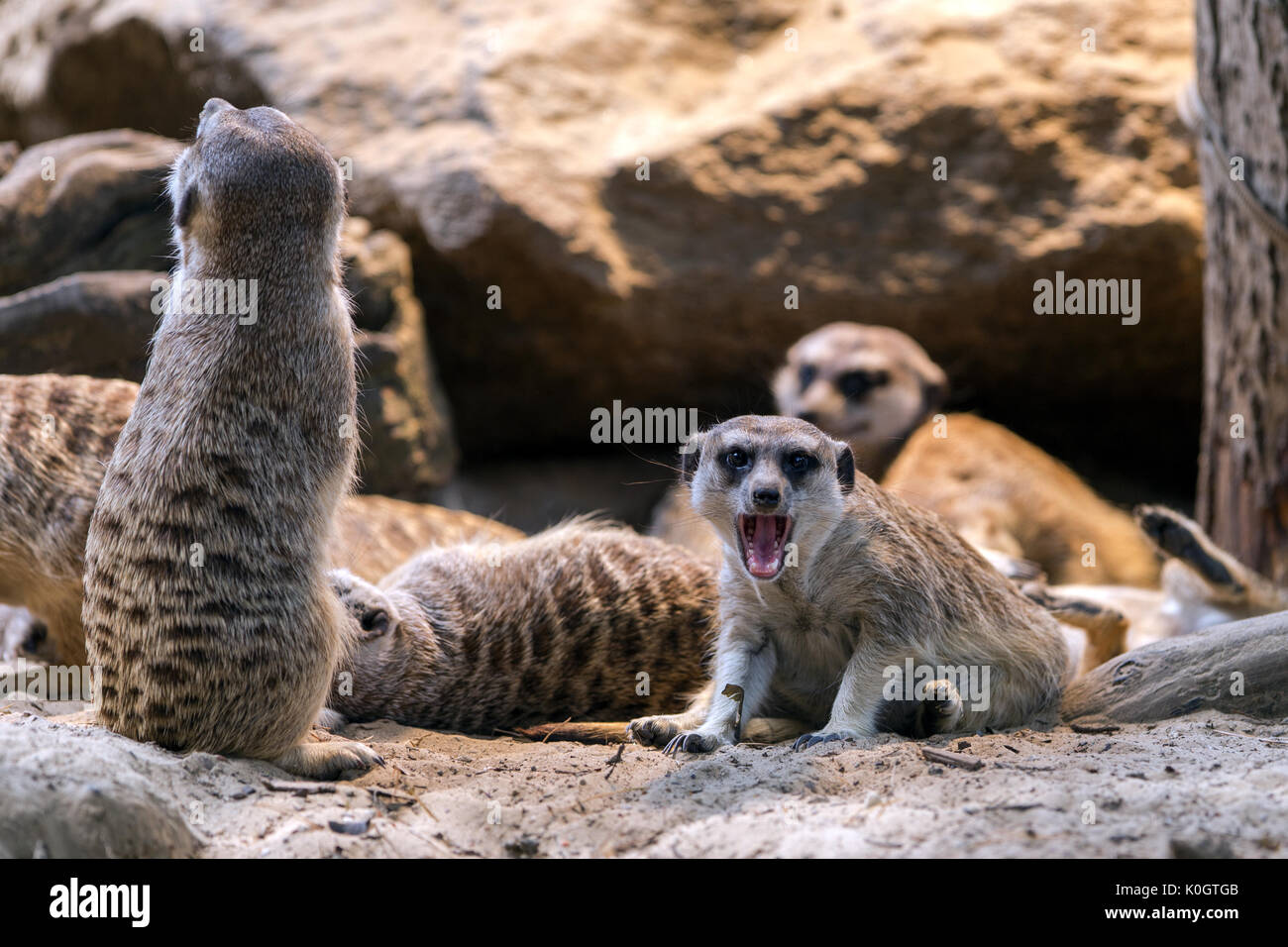 Group of outdoor meerkats in a zoo Stock Photo