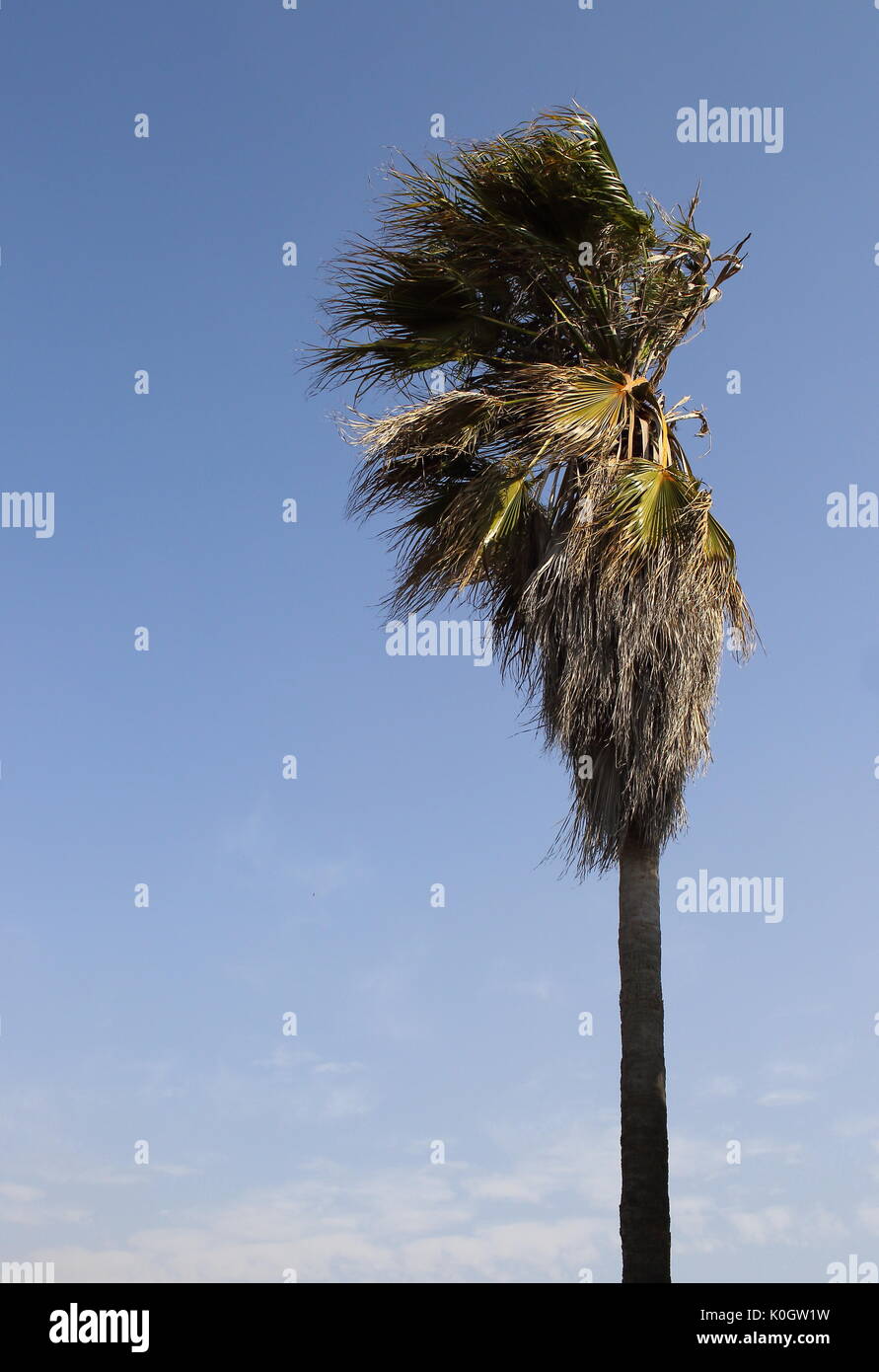 A tall tree with its branches and leaves being blown about by a strong wind in portrait format with copy space and a clear blue sky background Stock Photo