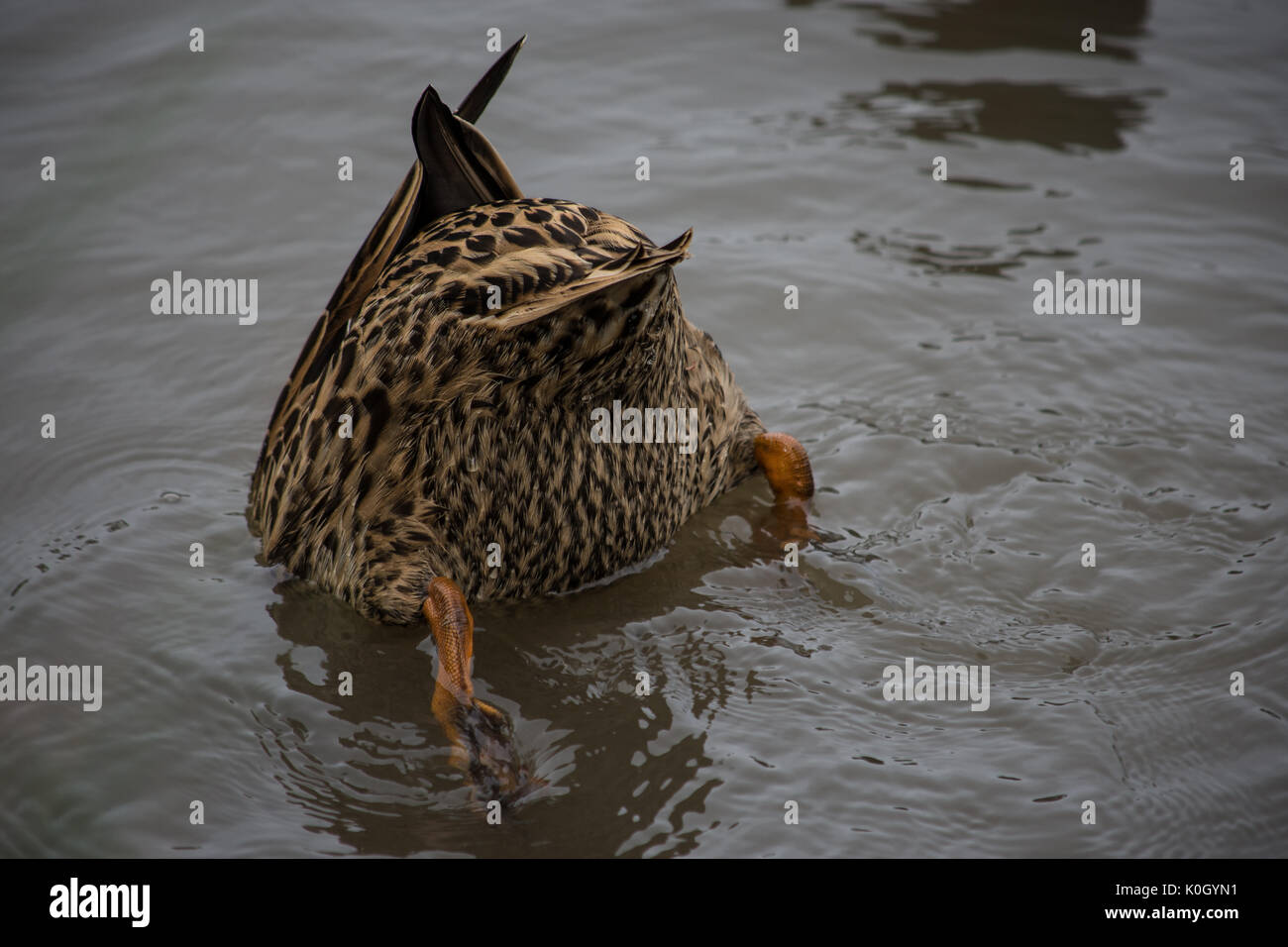 Duck upside down searching for food Stock Photo Alamy
