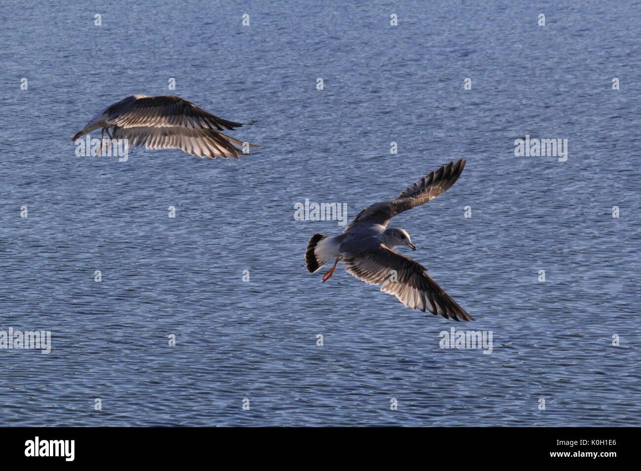 seagulls in sandnes Stock Photo