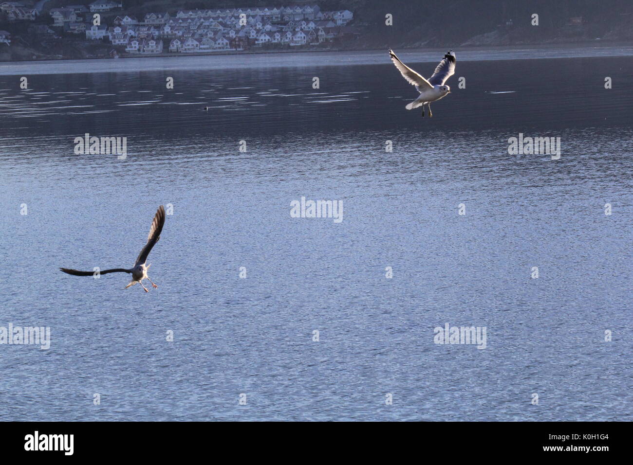 seagulls in sandnes Stock Photo