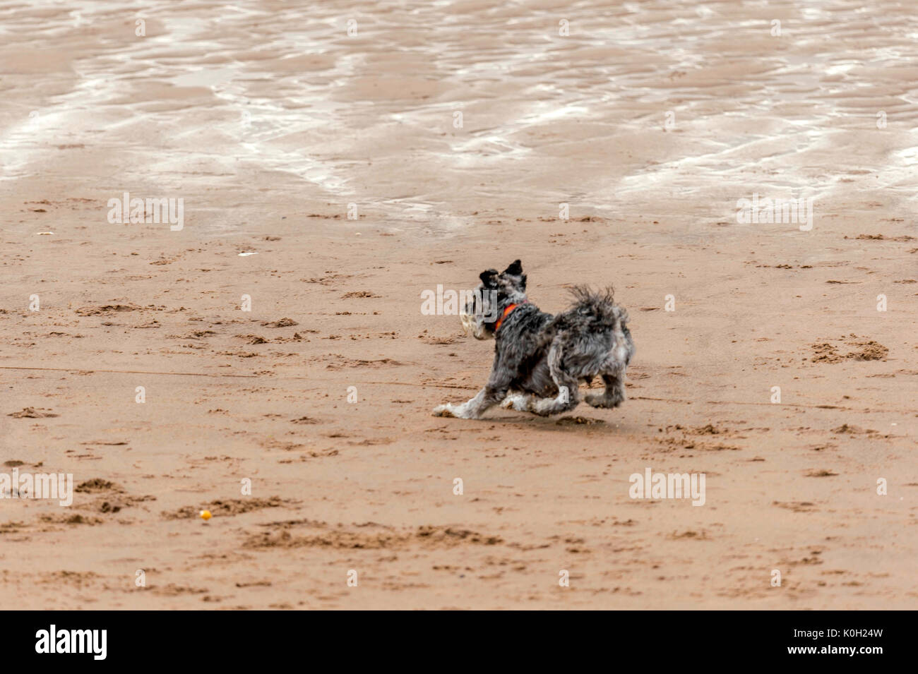 Dogs running at the beach hi-res stock photography and images - Page 23 -  Alamy