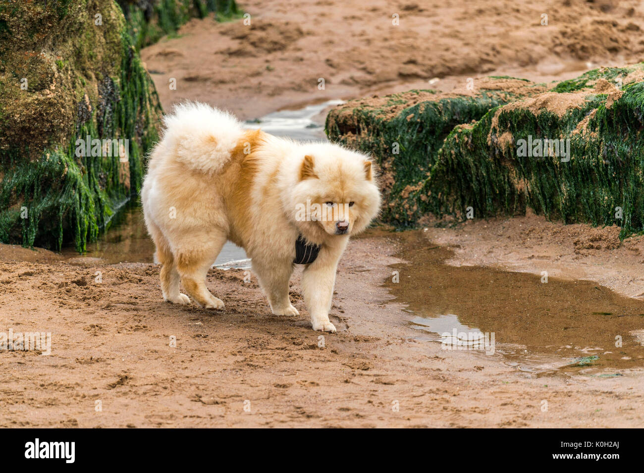 Who let the dogs out! Dogs on the beach exercising, playing, running, jumping and frolicking on beautiful summer's day on one of Devon's finest beach. Stock Photo