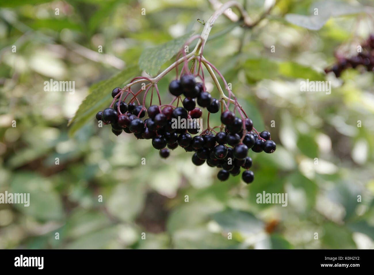 Black berries are seen on a buckthron bush on 19 August, 2017 Stock ...