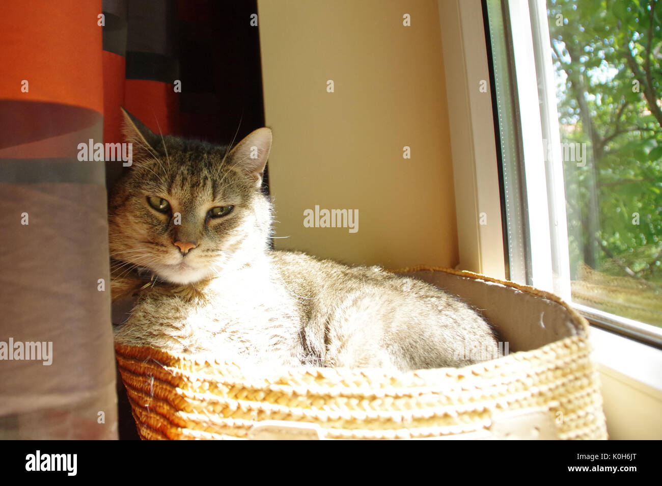 Bored domestic cat in wicker basket looks for us Stock Photo