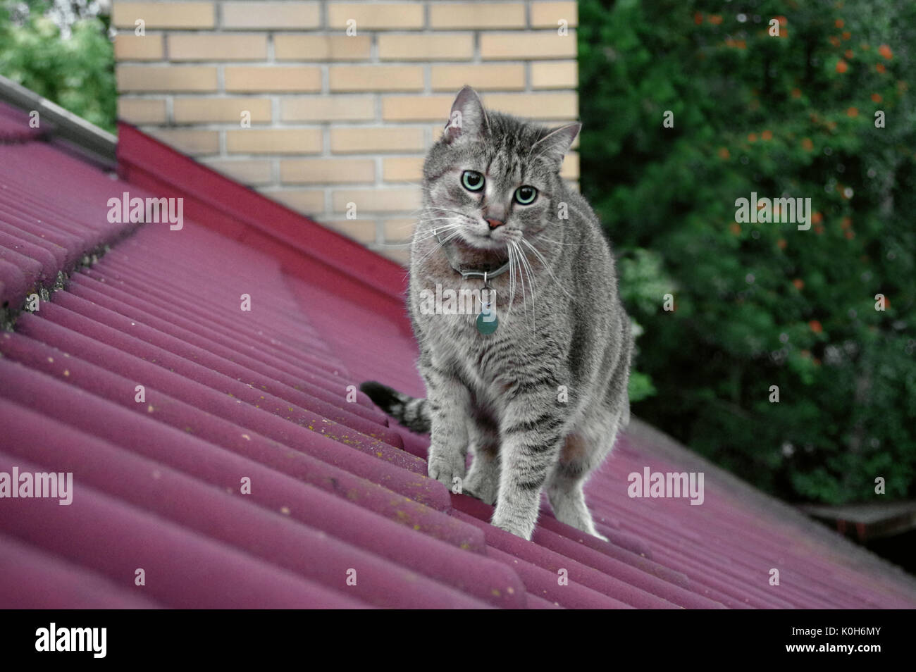 Domestic cat walking on roof Stock Photo Alamy