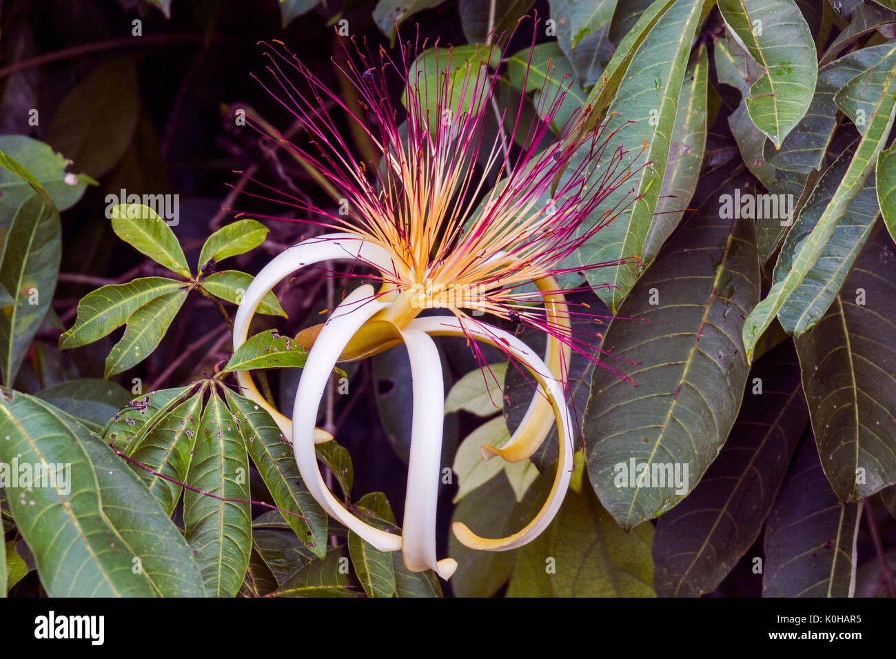 Beautiful Pachira aquatica flower in Tortuguero Stock Photo