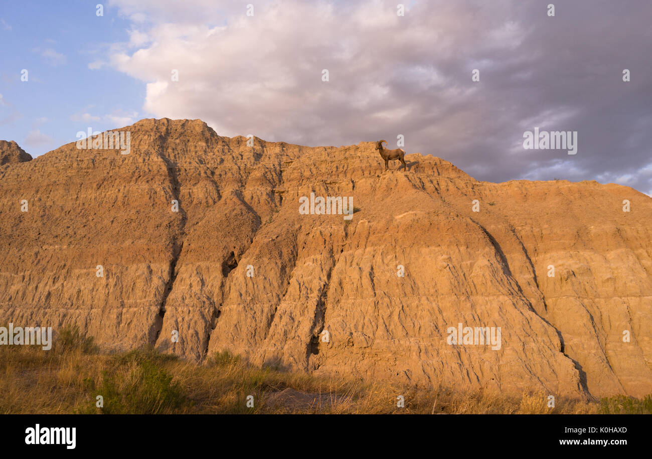 A big game animal Bighorn Sheep stands on the rocky cliff Stock Photo ...