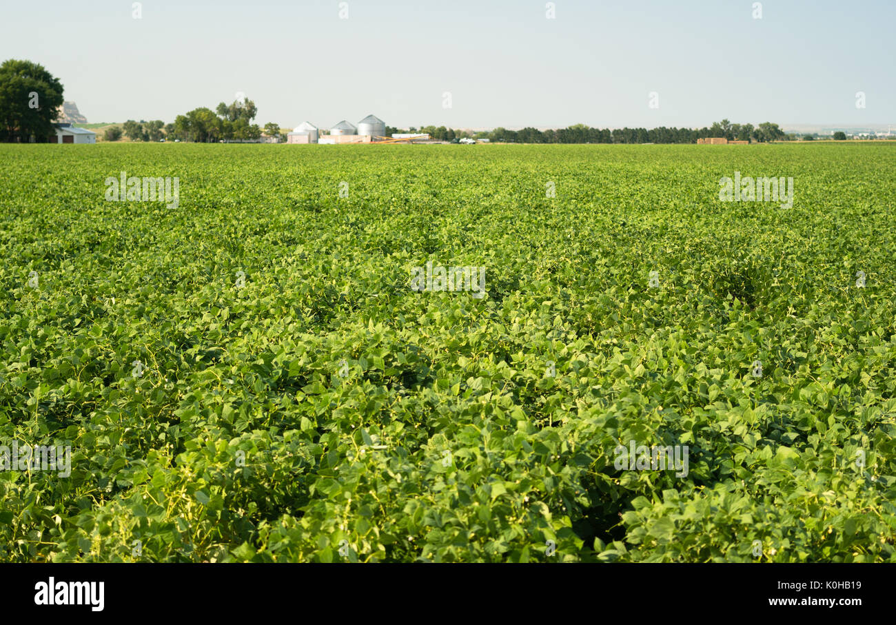 Green Beans grow tall in America's bread basket the midwest Stock Photo