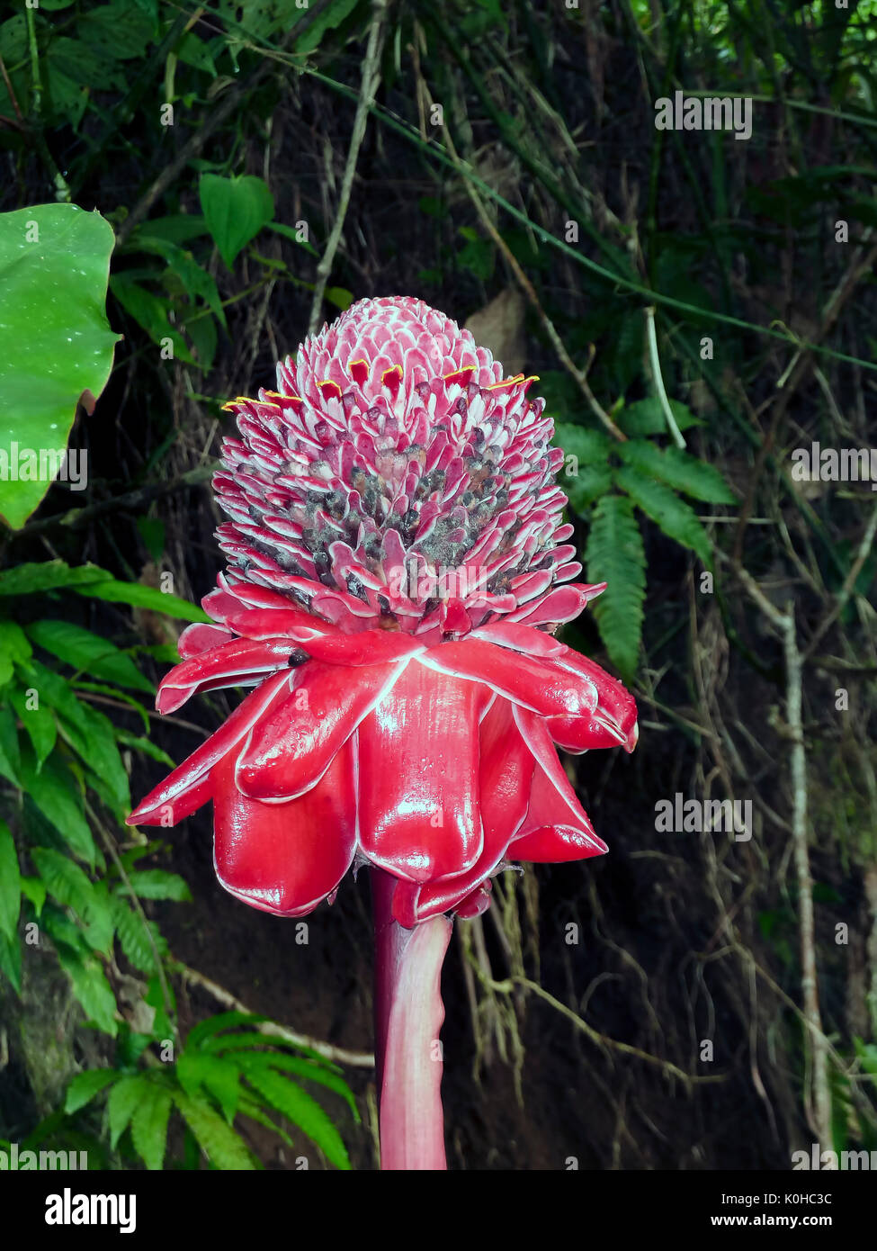 Red torch ginger flower - Costa Rica Stock Photo