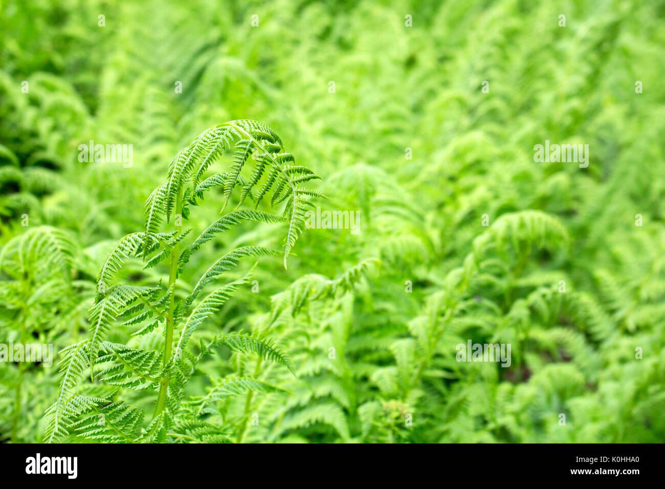 Forest fern leaf texture hi-res stock photography and images - Alamy