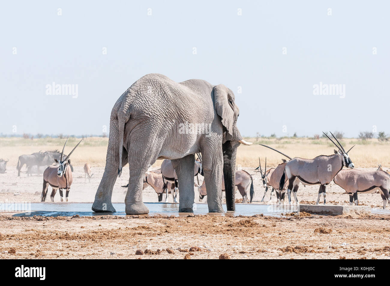 An African elephant drinking water at a waterhole in Northern Namibia. Oryx, blue wildebeest and springbok are also visible Stock Photo