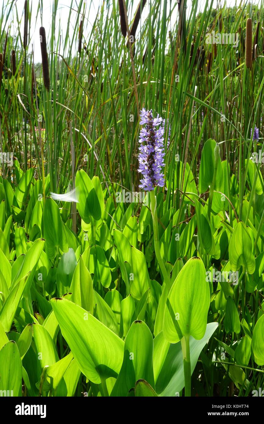 Aquatic plants in a small pond, Lacy display garden, Rutgers Gardens, New Brunswick, New Jersey