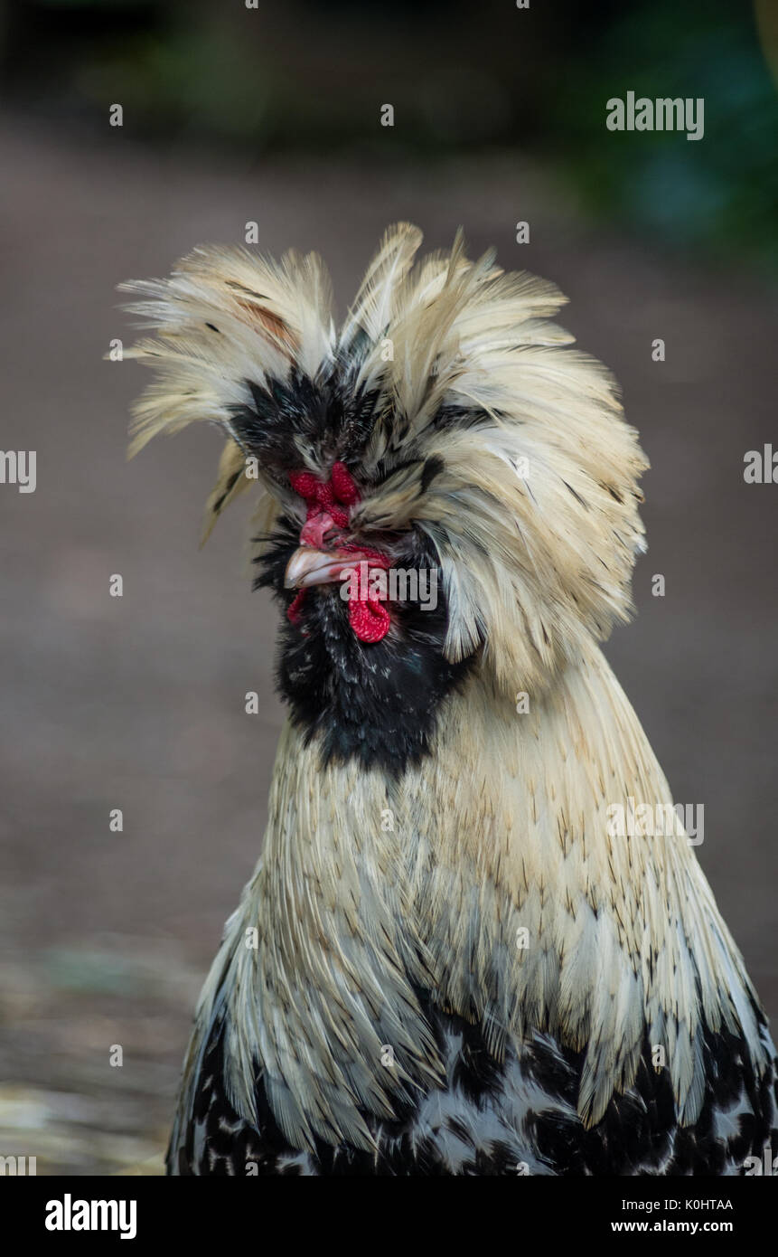 Head shot of a Polish Rooster Stock Photo