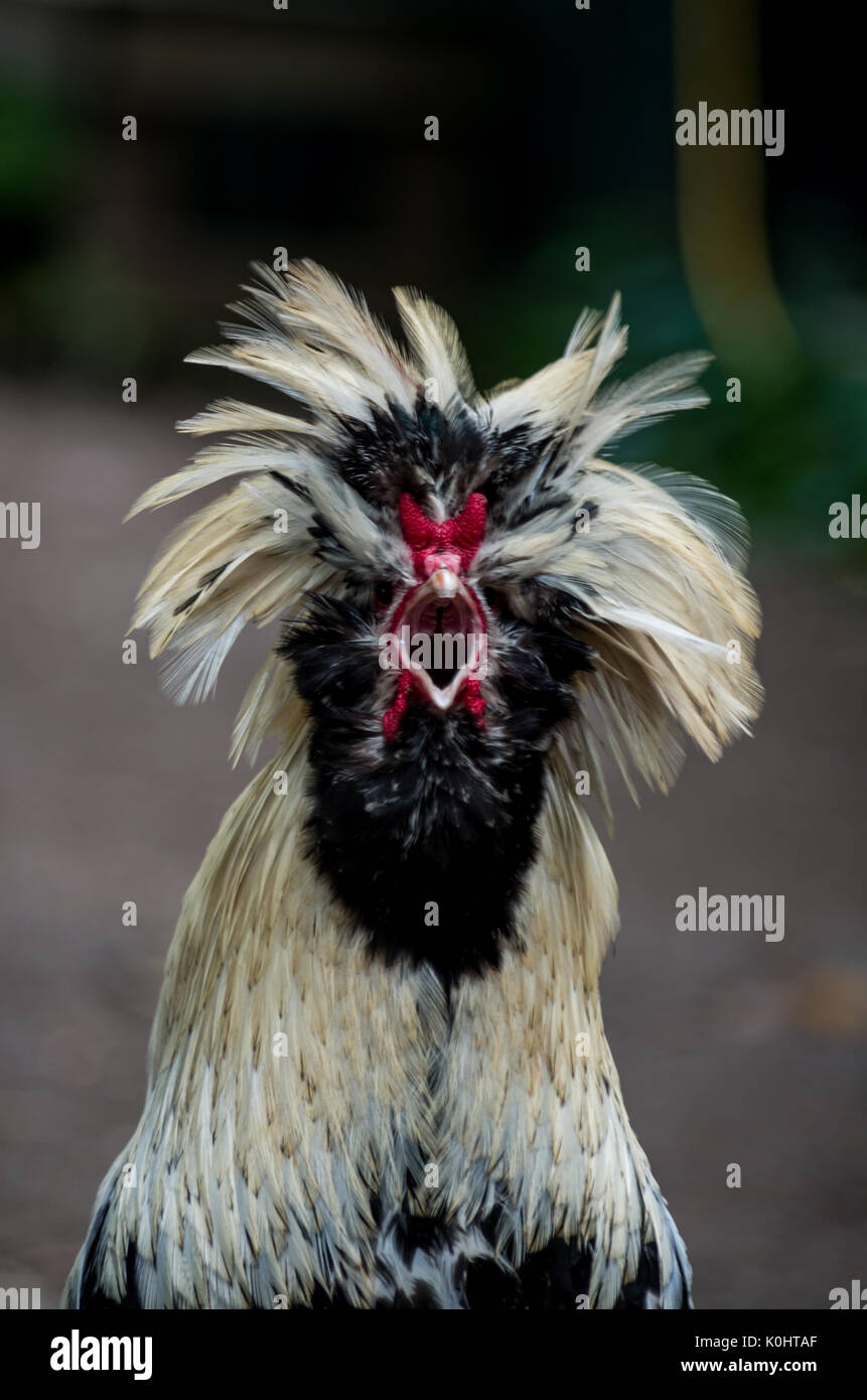 Head shot of a Polish Rooster Stock Photo