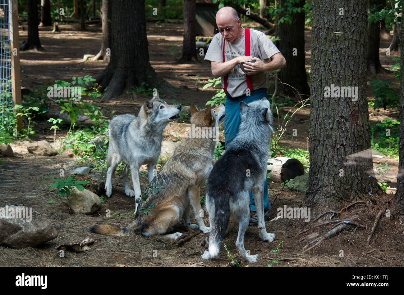 Gray wolves being feed by one of the care takers Stock Photo
