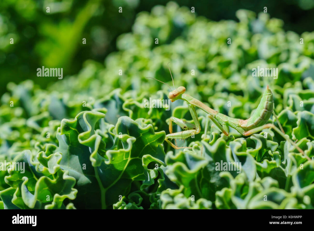 Close up shoot of a tiny mantis standing on a kale in home garden Stock Photo