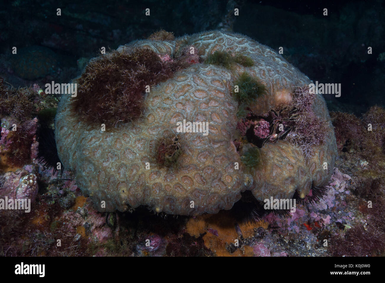 coral genus mussismilia underwater Ilha da Queimada Grande, southeast Brazil Stock Photo