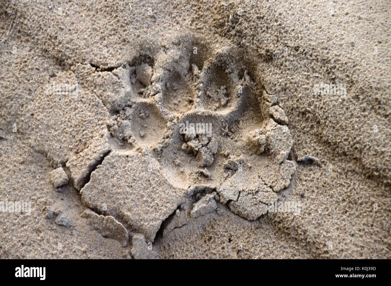 Bengal tiger pug mark in sandy road, Bandhavgarh National Park, Madhya Pradesh, India Stock Photo