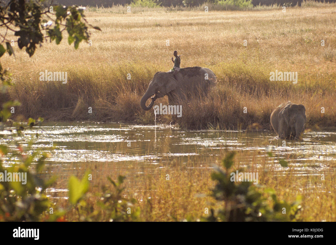 Safari elephants drinking at waterhole, Kanha National Park, Madhya Pradesh, India Stock Photo