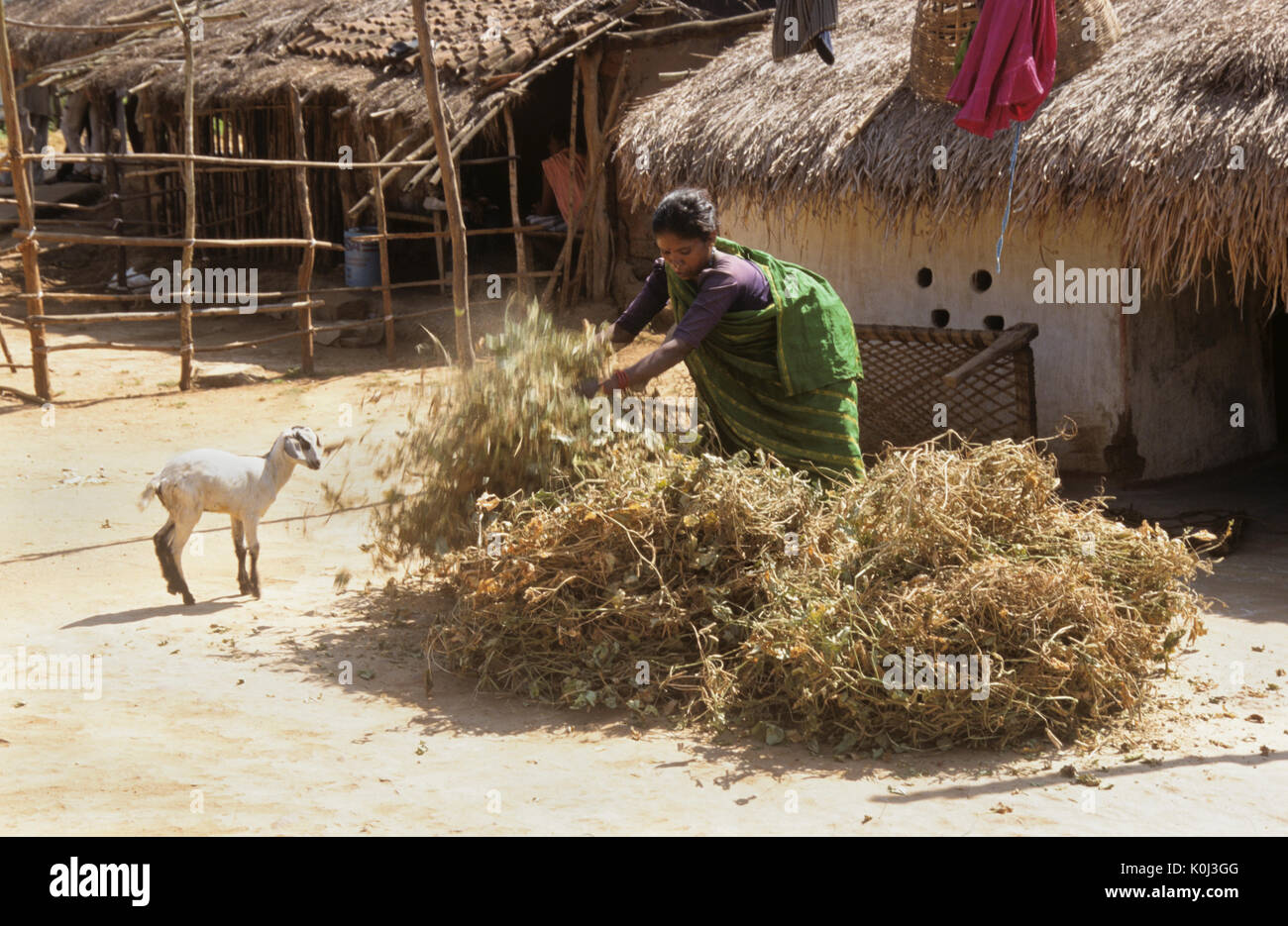 Desia Kondh tribal woman drying harvested lentils outside her village home, Odisha (Orissa), India Stock Photo