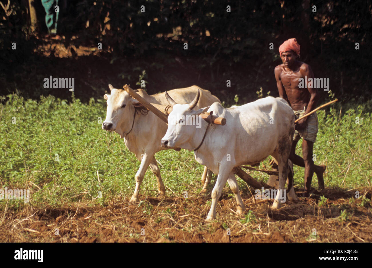 Farmer plowing field with oxen and wood plow, southern India Stock Photo