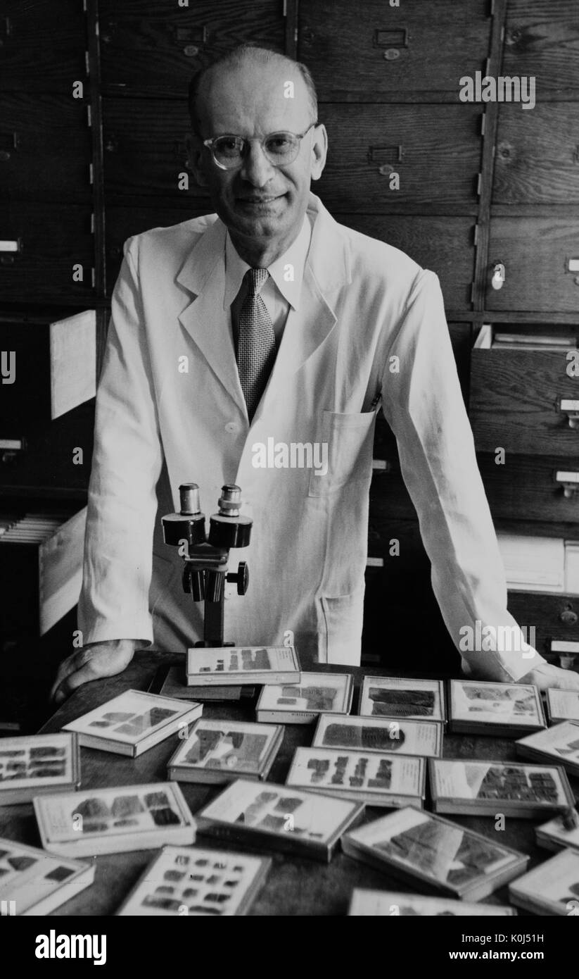 Half-length standing portrait of Italian scientist Franco Rasetti with his microscope and slides at the Johns Hopkins University, where he held a chair in physics. 1953. Stock Photo