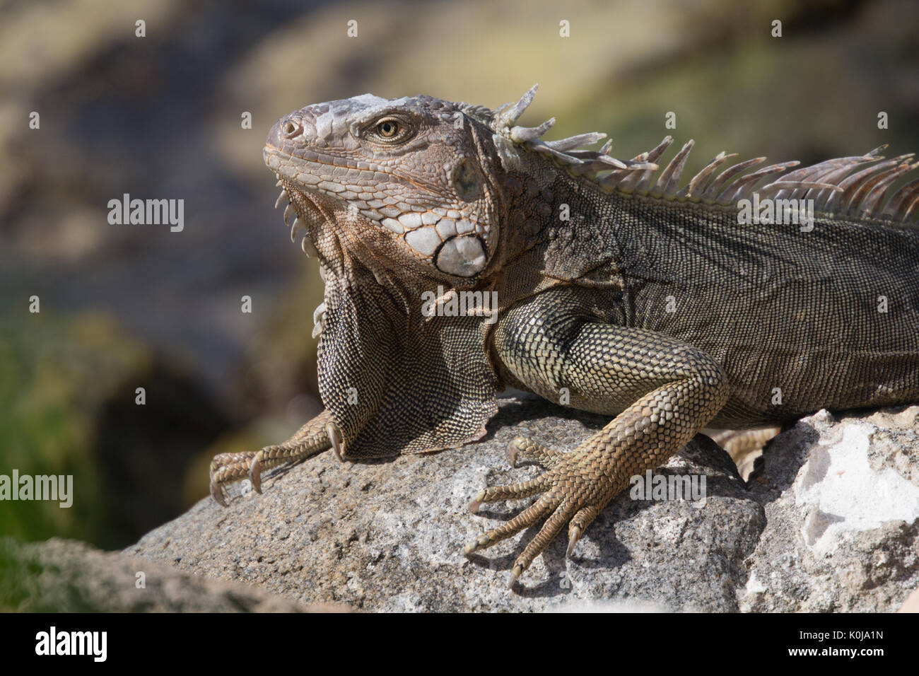 One of the many Iguanas found all along the ocean in Aruba Stock Photo