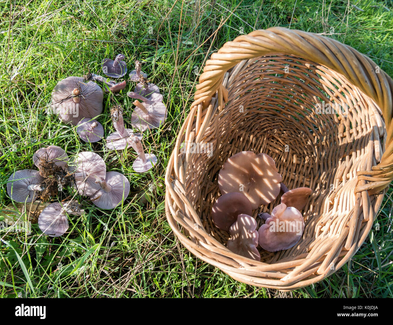 Hongo azul hi-res stock photography and images - Alamy